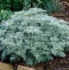 Artemisia schmidtiana 'Powis Castle'