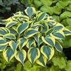 Hosta 'Autumn Frost'