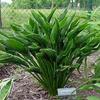 Hosta 'Praying Hands'