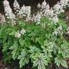 Tiarella 'Elizabeth Oliver'