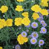 Achillea 'Coronation Gold'