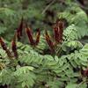 Amorpha fruticosa