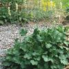 Heuchera richardsonii