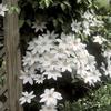 Clematis 'Henryi'