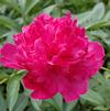 Paeonia lactiflora 'Felix Crousse'