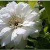 Clematis 'Duchess of Edinburgh'