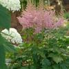 Astilbe chinensis 'Visions in Pink'