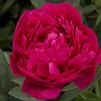 Paeonia lactiflora 'Kansas'