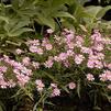 Aster (syn Symphyotrichum) dumosus 'Wood's Pink'