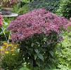 Eupatorium dubium 'Baby Joe'