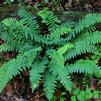 Polystichum acrostichoides