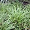 Carex morrowii 'Ice Dance'