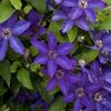 Clematis 'The President'