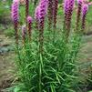 Liatris spicata 'Kobold'