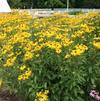 Rudbeckia subtomentosa