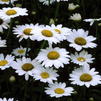 Leucanthemum x superbum 'Becky'