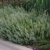 Calamintha nepeta ssp. nepeta