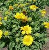 Gaillardia grandiflora 'Mesa Yellow'