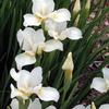 Iris sibirica 'White Swirl'