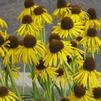 Echinacea paradoxa