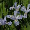 Iris cristata 'Powder Blue Giant'