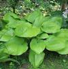 Hosta 'Sum and Substance'