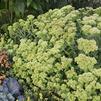 Sedum 'Lemonjade'