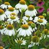 Echinacea purpurea 'PowWow White'