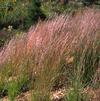 Schizachyrium (syn Andropogon) scoparium