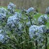 Amsonia tabernaemontana 'Storm Cloud'