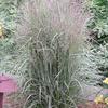 Calamagrostis arundinacea 'Overdam'