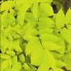 Aralia cordata 'Sun King'