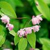 Epimedium x youngianum 'Roseum'