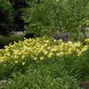 Hemerocallis 'Hyperion'