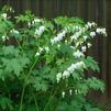 Dicentra spectabilis 'Alba'