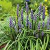 Liriope muscari 'Evergreen Giant'