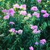 Phlox paniculata