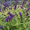 Buddleia 'Crown Jewels'