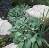 Stachys byzantina 'Helene von Stein (syn Big Ears)'