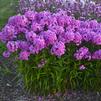 Phlox 'Fashionably Early Flamingo'