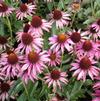 Echinacea purpurea 'RUBY STAR Rubinstern'