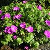 Geranium sanguineum 'Max Frei'