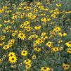 Rudbeckia fulgida 'Goldsturm'