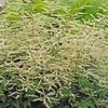 Aruncus dioicus 'Misty Lace'