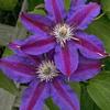 Clematis 'Fireworks'