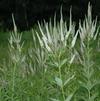 Veronicastrum virginicum