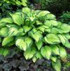 Hosta 'Gold Standard'