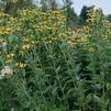 Rudbeckia subtomentosa 'Little Henry'