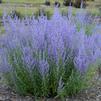 Perovskia atriplicifolia 'Blue Jean Baby'