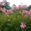 Filipendula rubra